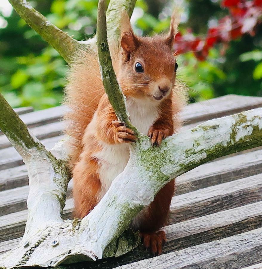 Strathtay Red Squirrel Cottage מראה חיצוני תמונה